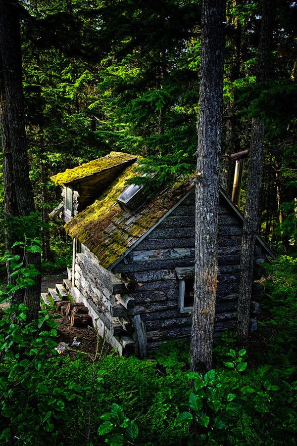 Tiny Camouflage Cabin in the Woods 